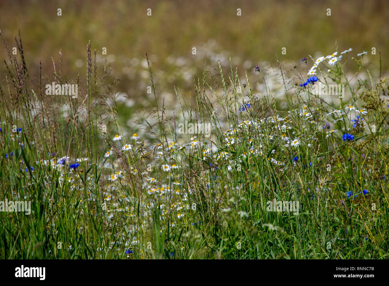 Margherita e cornflowers campo. Splendida fioritura di margherite e cornflowers in erba verde. Prato con margherite e cornflowers in Lettonia. Natura fiori Foto Stock