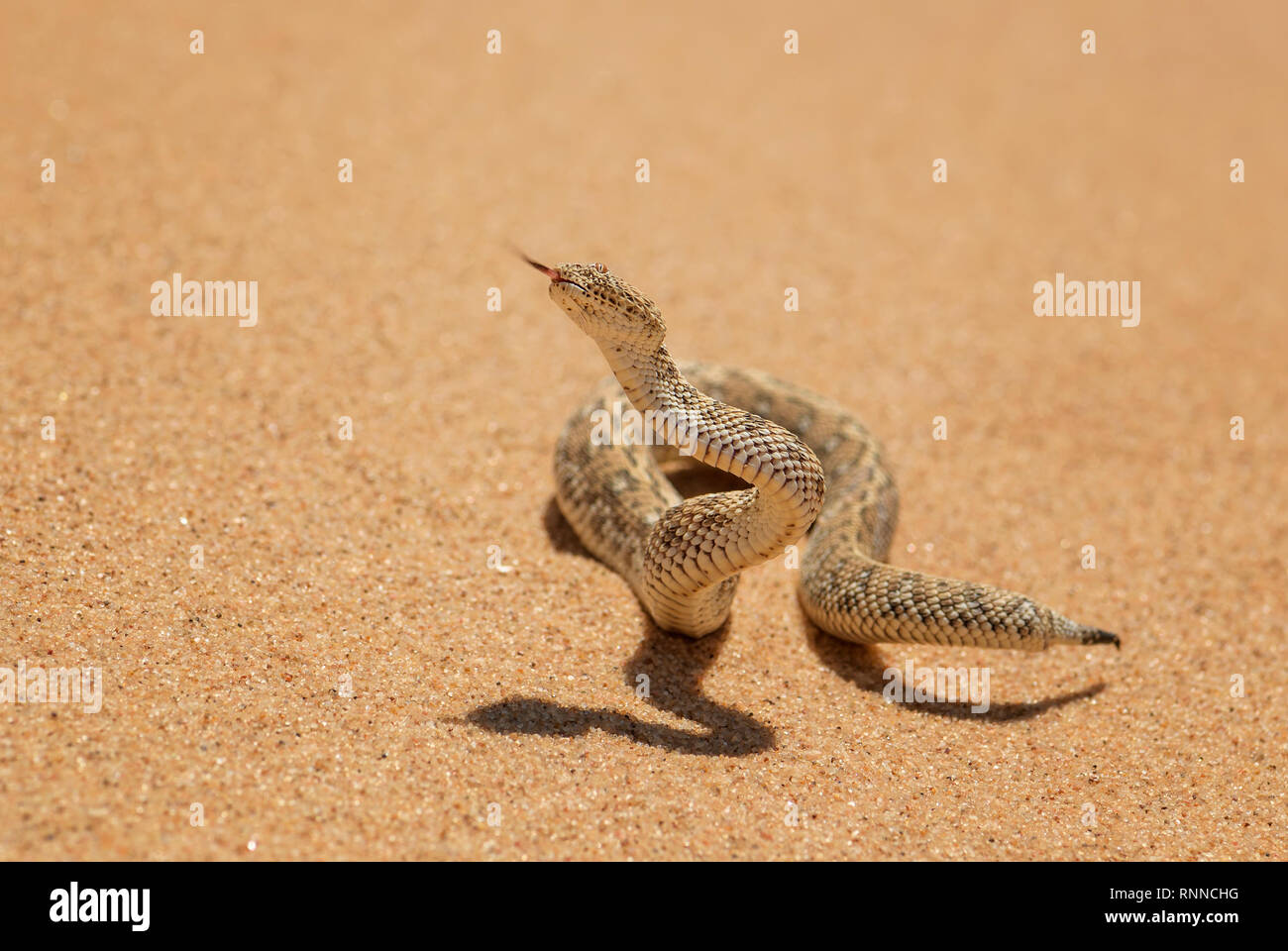 Peringuey il sommatore - Bitis peringueyi, piccola velenosa vipera dal deserto del Namib, Walvis Bay, Namibia. Foto Stock