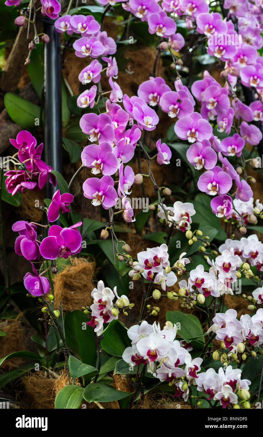 Singapore Botanic Garden, Orchidee nel National Orchid Garden. Foto Stock