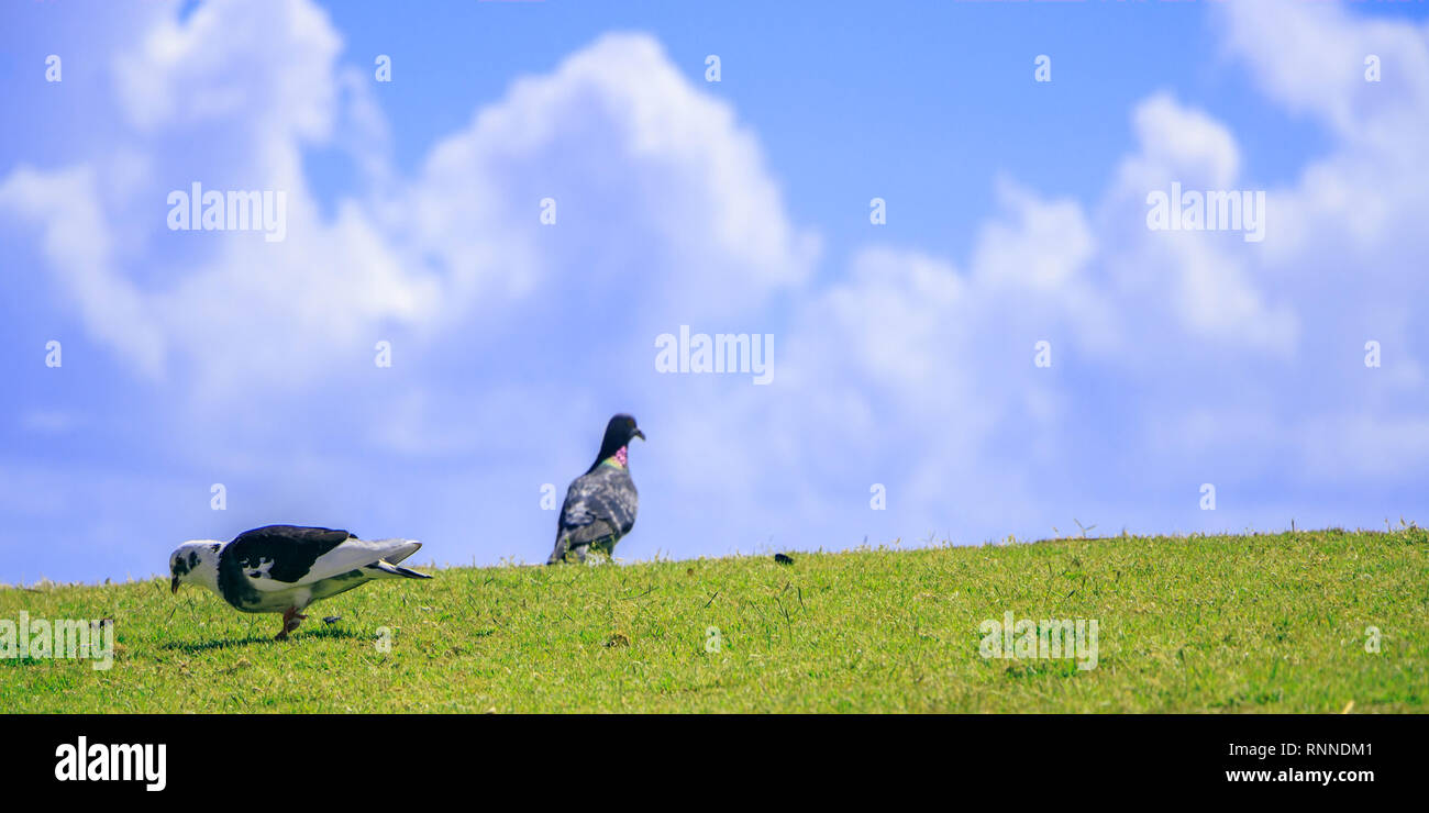 Due pigeon su erba verde contro il cielo Foto Stock