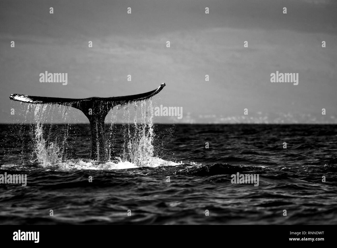 La coda di una megattera, sollevamento chiaro dall'acqua mentre la balena trattenuto in posizione, racconto ripetutamente slapping l'acqua per quasi un minuto Foto Stock