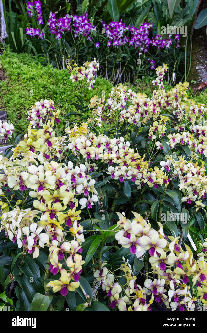 Singapore Botanic Garden, Orchidee nel National Orchid Garden. Foto Stock