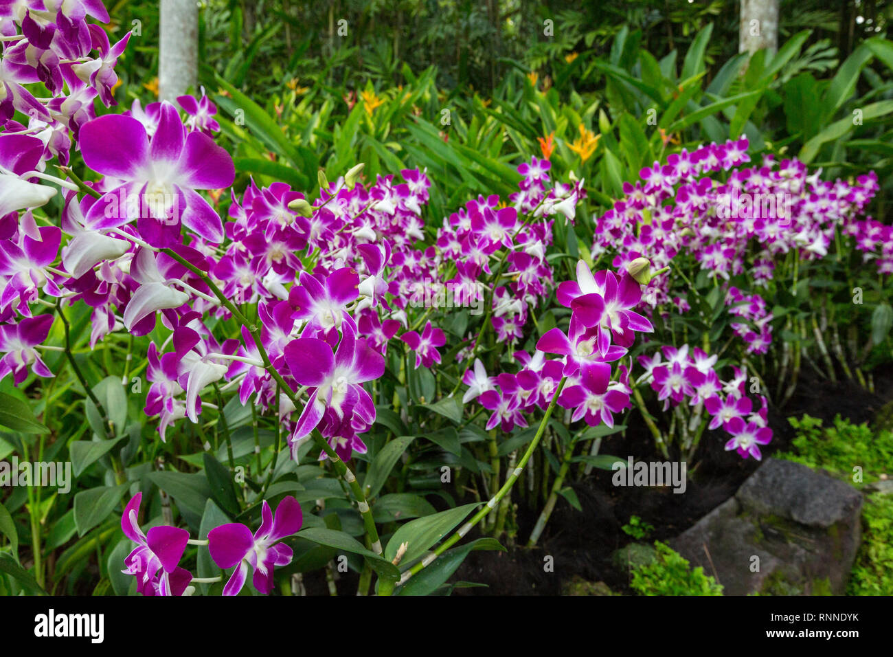 Singapore Botanic Garden, Orchidee nel National Orchid Garden. Foto Stock