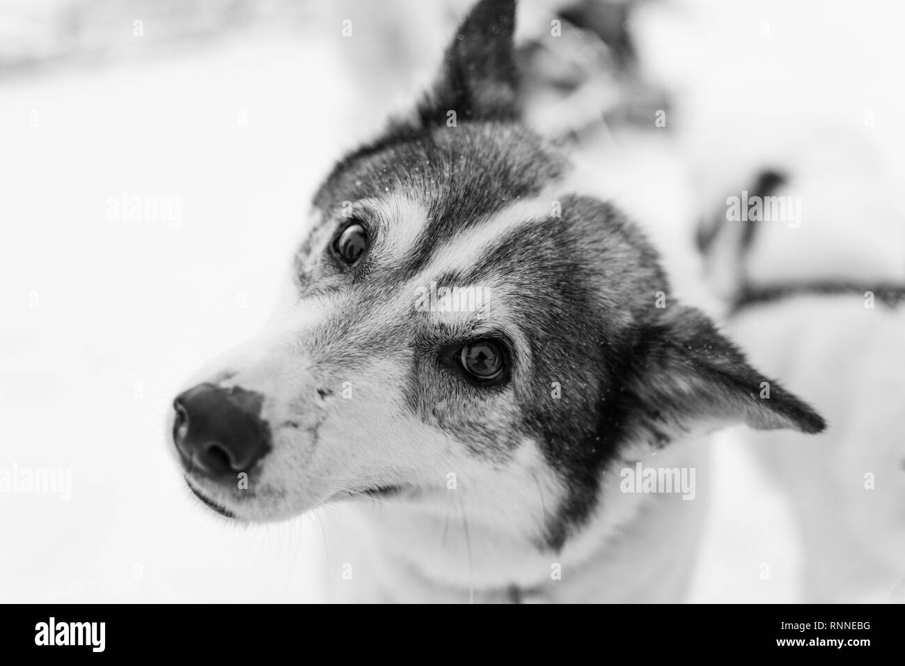 Ritratto in bianco e nero di un husky Foto Stock