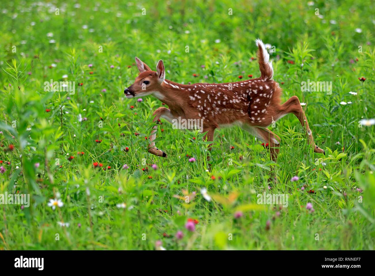 White-tailed deer (Odocoileus virginianus), giovane animale, dieci giorni, corre nel prato di fiori, pino County, Minnesota, Stati Uniti d'America Foto Stock