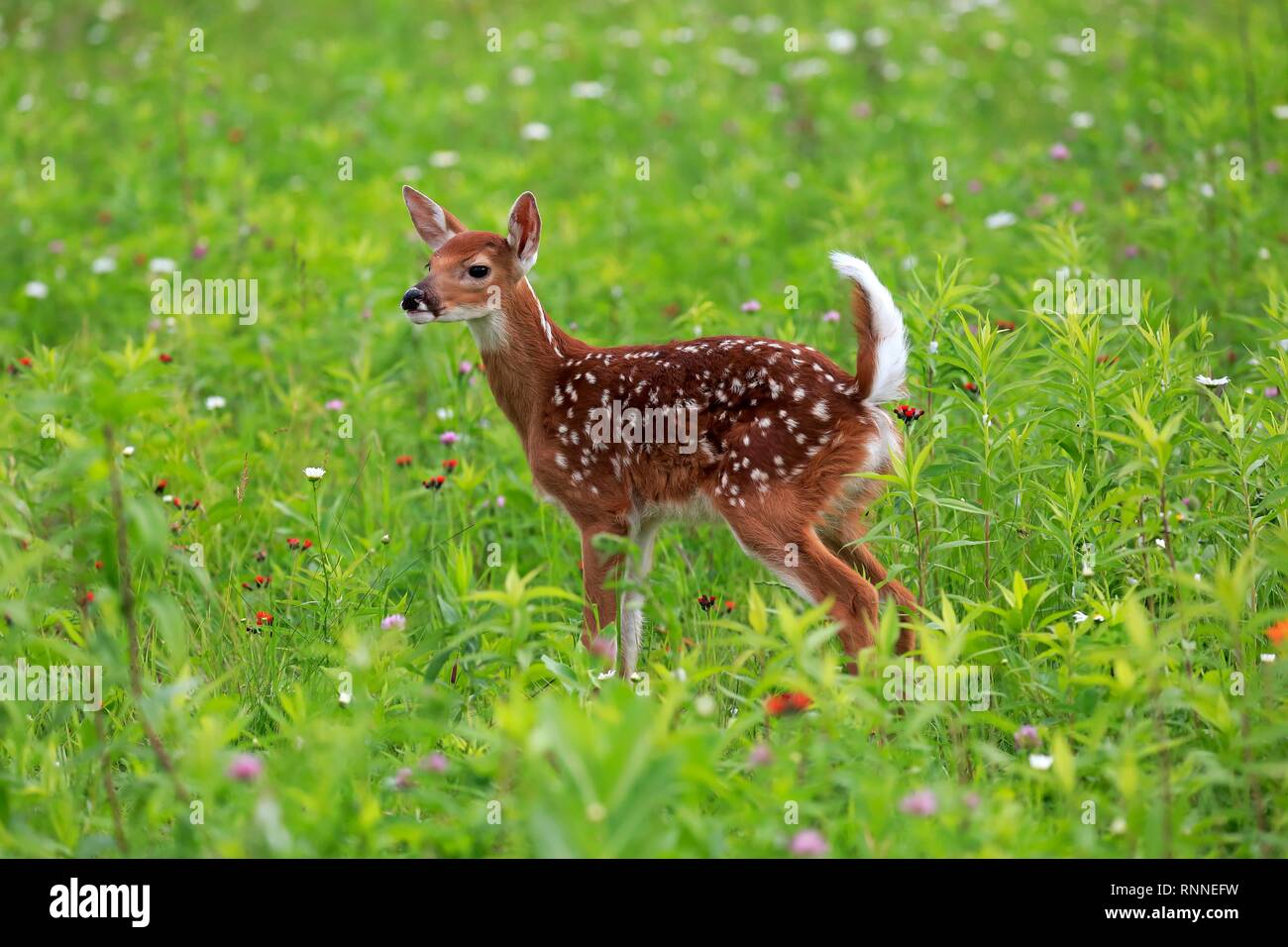 White-tailed deer (Odocoileus virginianus), giovane animale, dieci giorni, in piedi nel prato di fiori, pino County, Minnesota, Stati Uniti d'America Foto Stock
