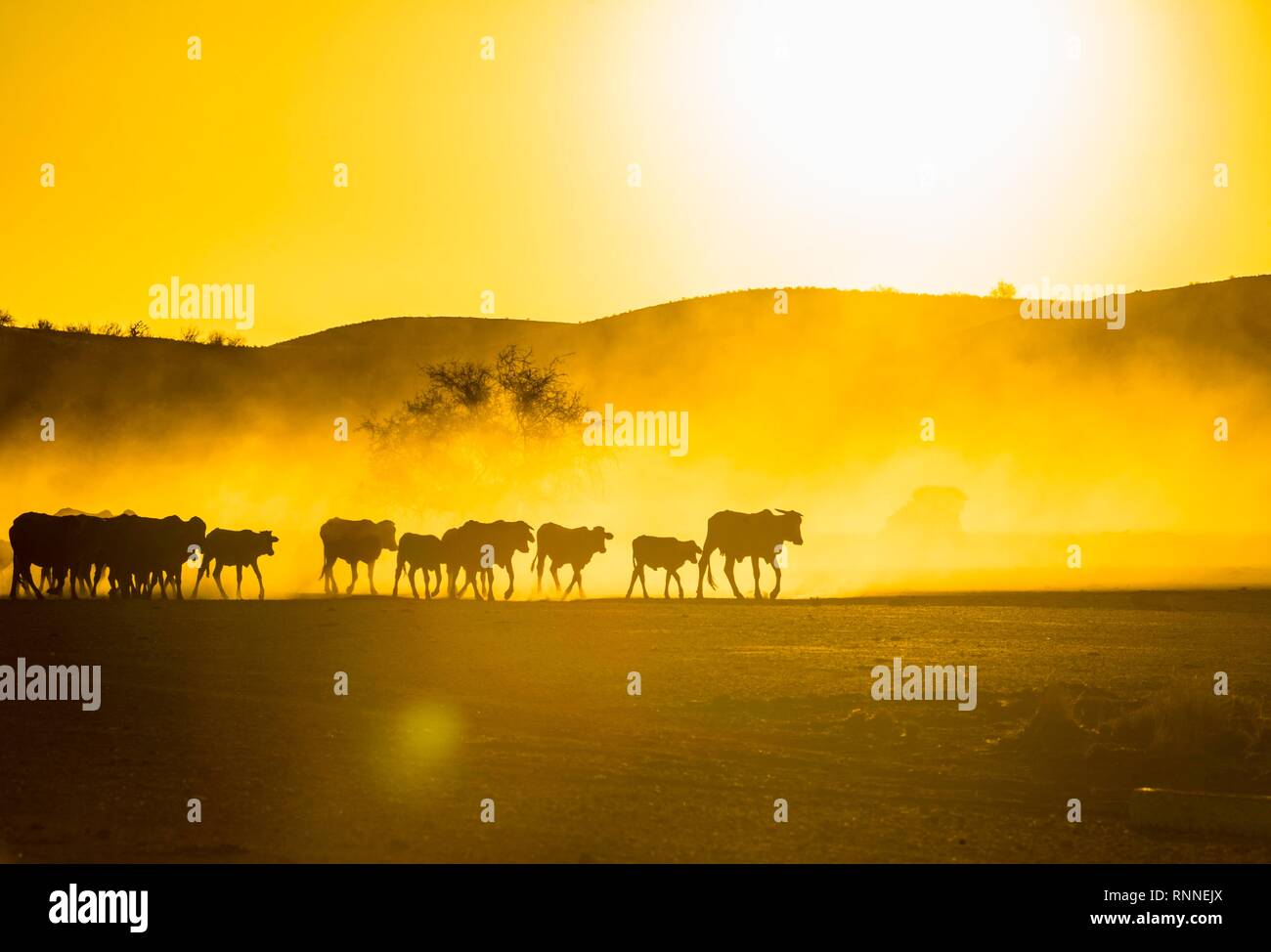 Sagome di bovini, allevamento a piedi nella savana polverosa al tramonto, Damaraland, Namibia Foto Stock
