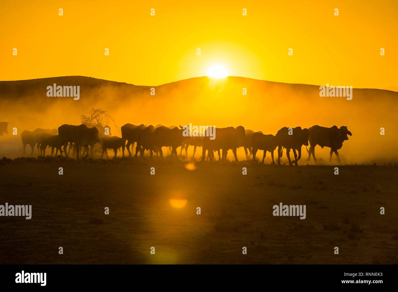 Sagome di bovini, allevamento a piedi nella savana polverosa al tramonto, Damaraland, Namibia Foto Stock