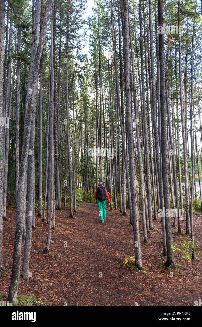 Donna cammina attraverso la luce la foresta di conifere, il Parco Nazionale di Banff, Alberta, Canada Foto Stock