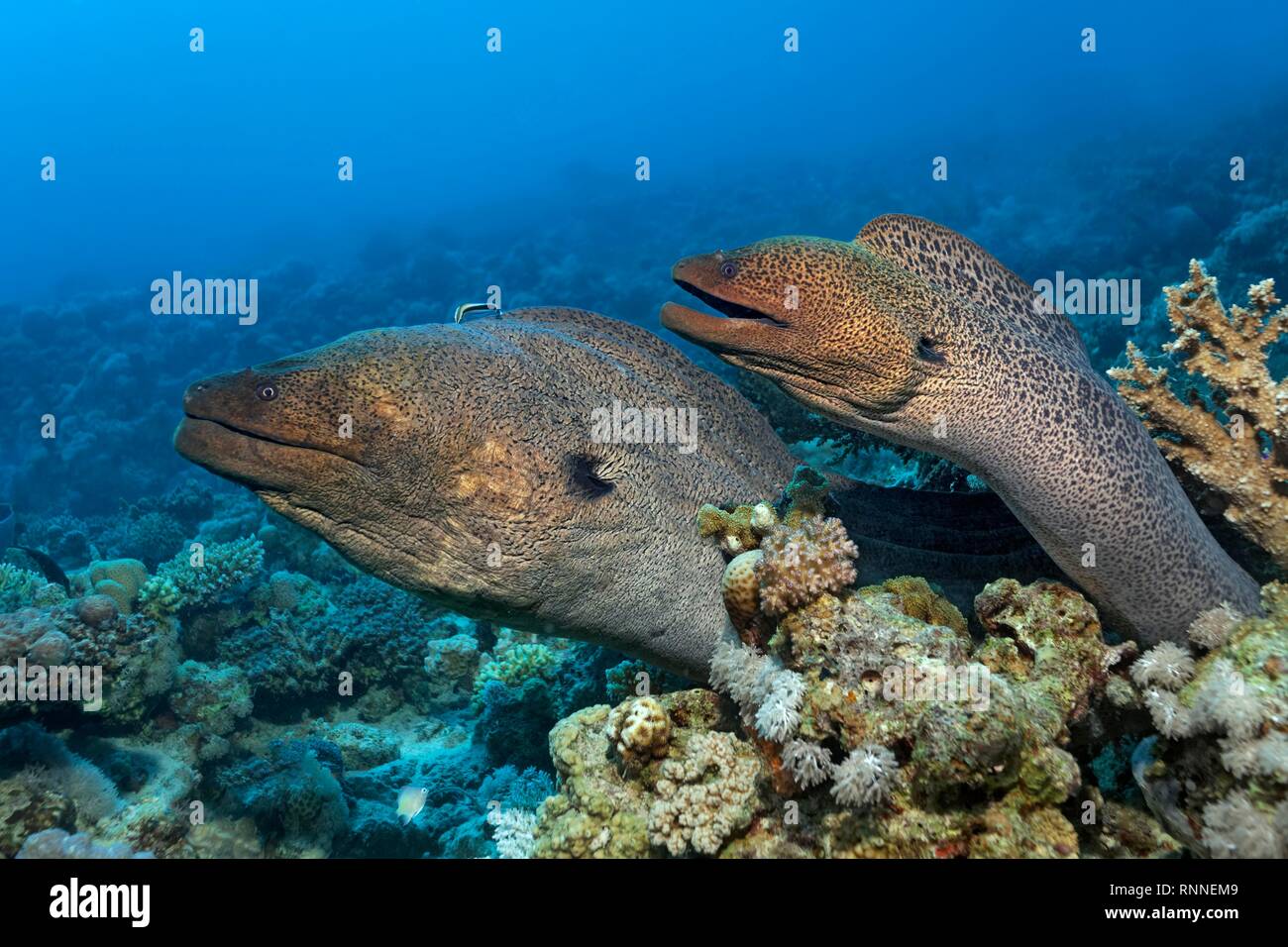 Due murene giganti (Gymnothorax javanicus) guardando al di fuori della barriera corallina con diversi coralli di pietra (Hexacorallia), Mar Rosso, Egitto Foto Stock