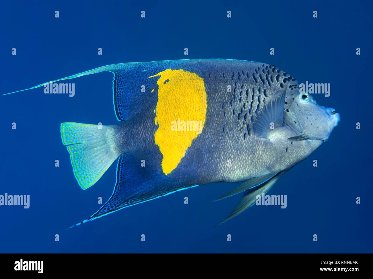 Halfmoon angelfish o (Pomacanthus maculosus), Mar Rosso, Egitto Foto Stock