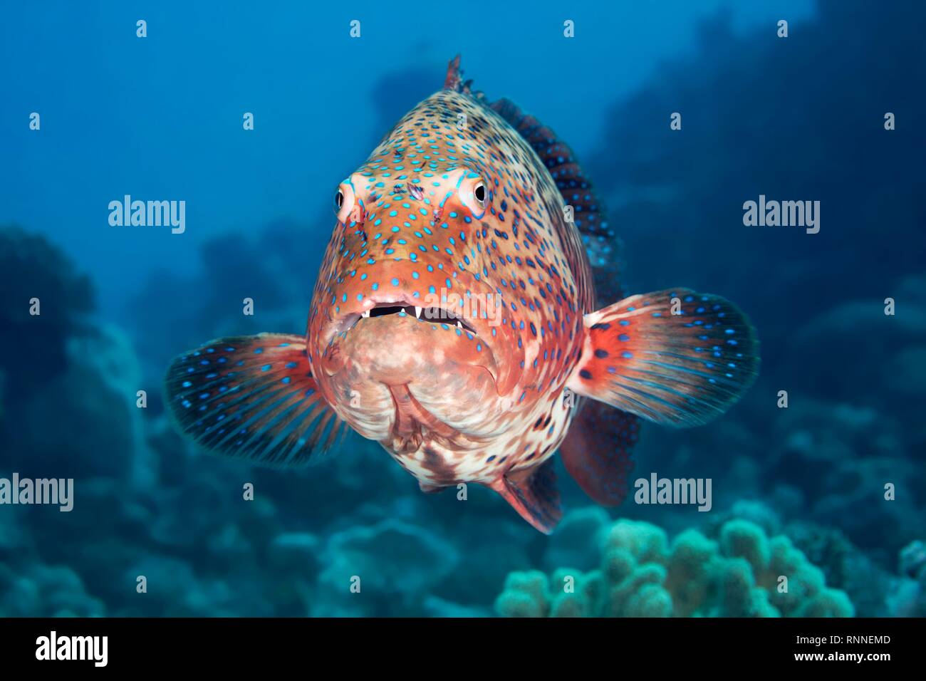 Stoppino coral raggruppatore (Plectropomus pessuliferus marisrubi), dalla parte anteriore, Mar Rosso, Egitto Foto Stock