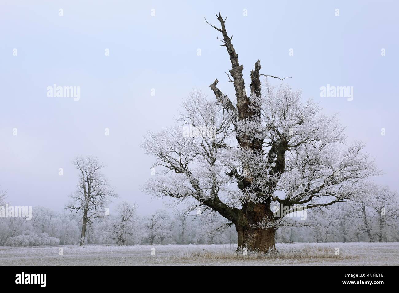 650 anni Solitäreiche con trasformata per forte gradiente gelo in inverno, Riserva della Biosfera dell'Elba centrale, Dessau-Roßlau, Sassonia-Anhalt, Germania Foto Stock
