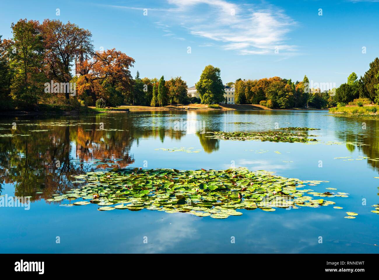 Autunno nel parco di Wörlitz, lago con ninfee, Dessau-Wörlitz Regno giardino, Wörlitz, Sassonia-Anhalt, Germania Foto Stock