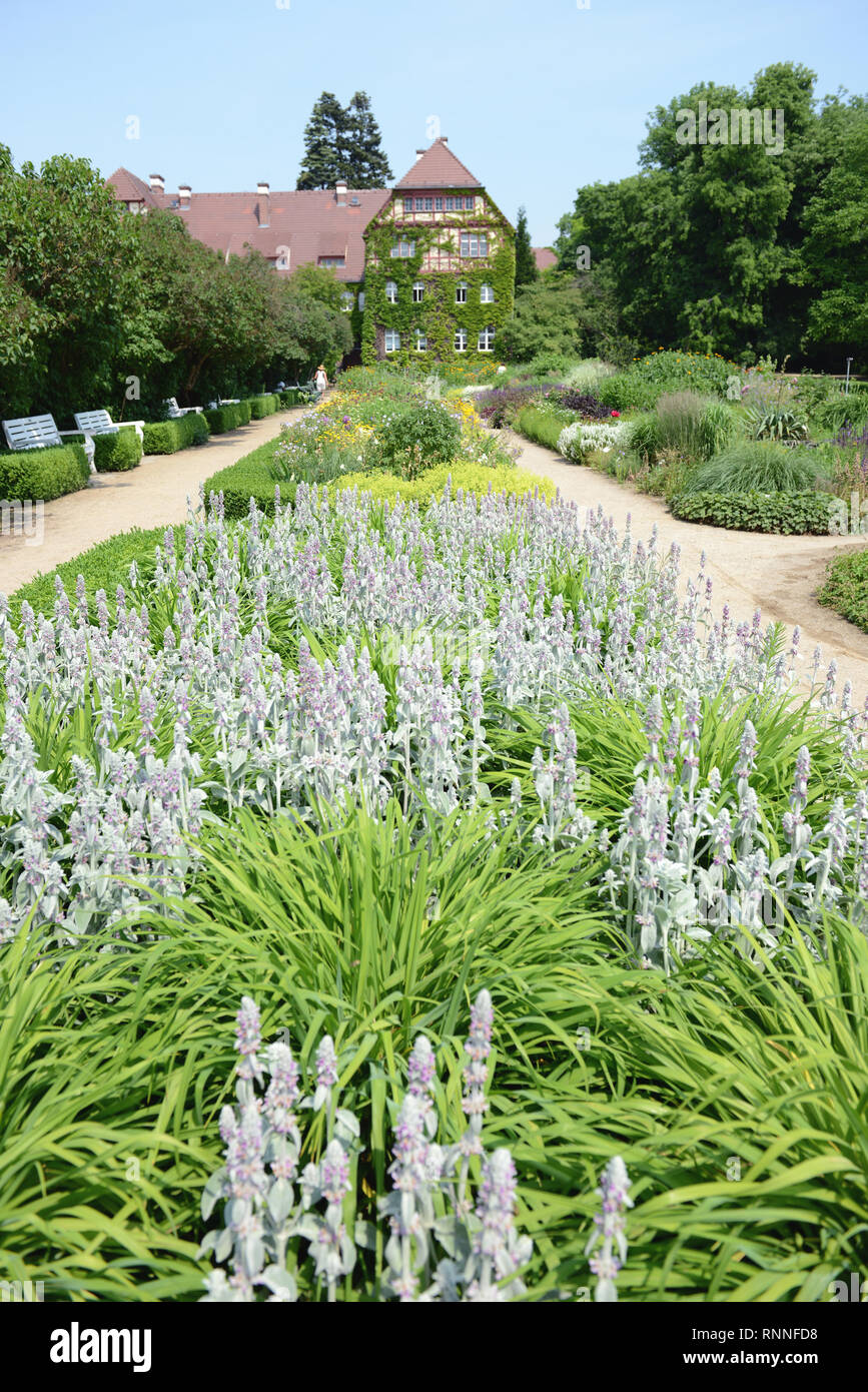 Stachys byzantina (Agnelli orecchio) growning fiore in giardino Foto Stock