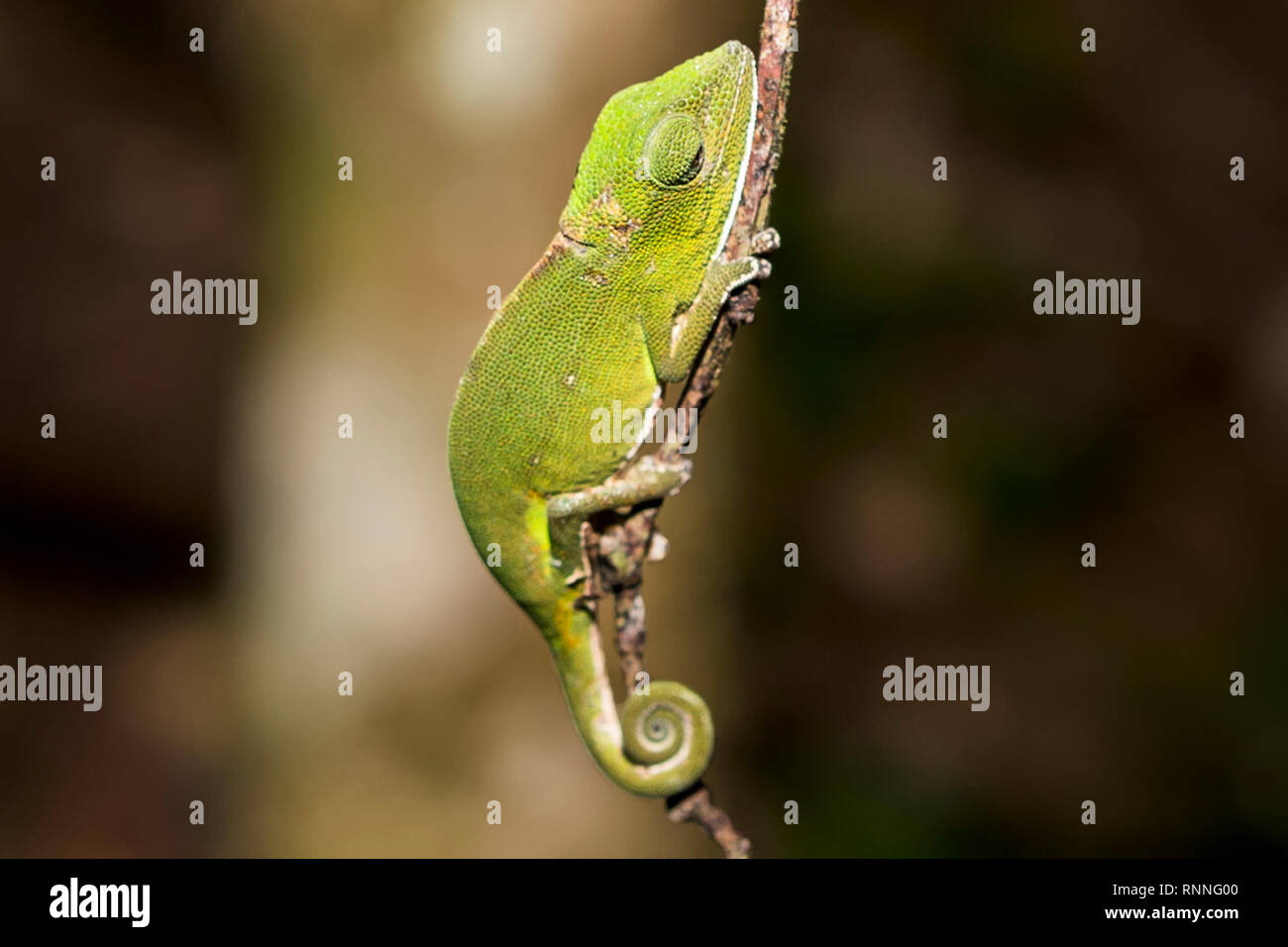 Perinet camaleonte, Calumma gastrotaenia, aka lato malgascio-striped chameleon, banda di ventre camaleonte, nastro bianco gonfiato camaleonte, Mitsinjo riserva Foto Stock