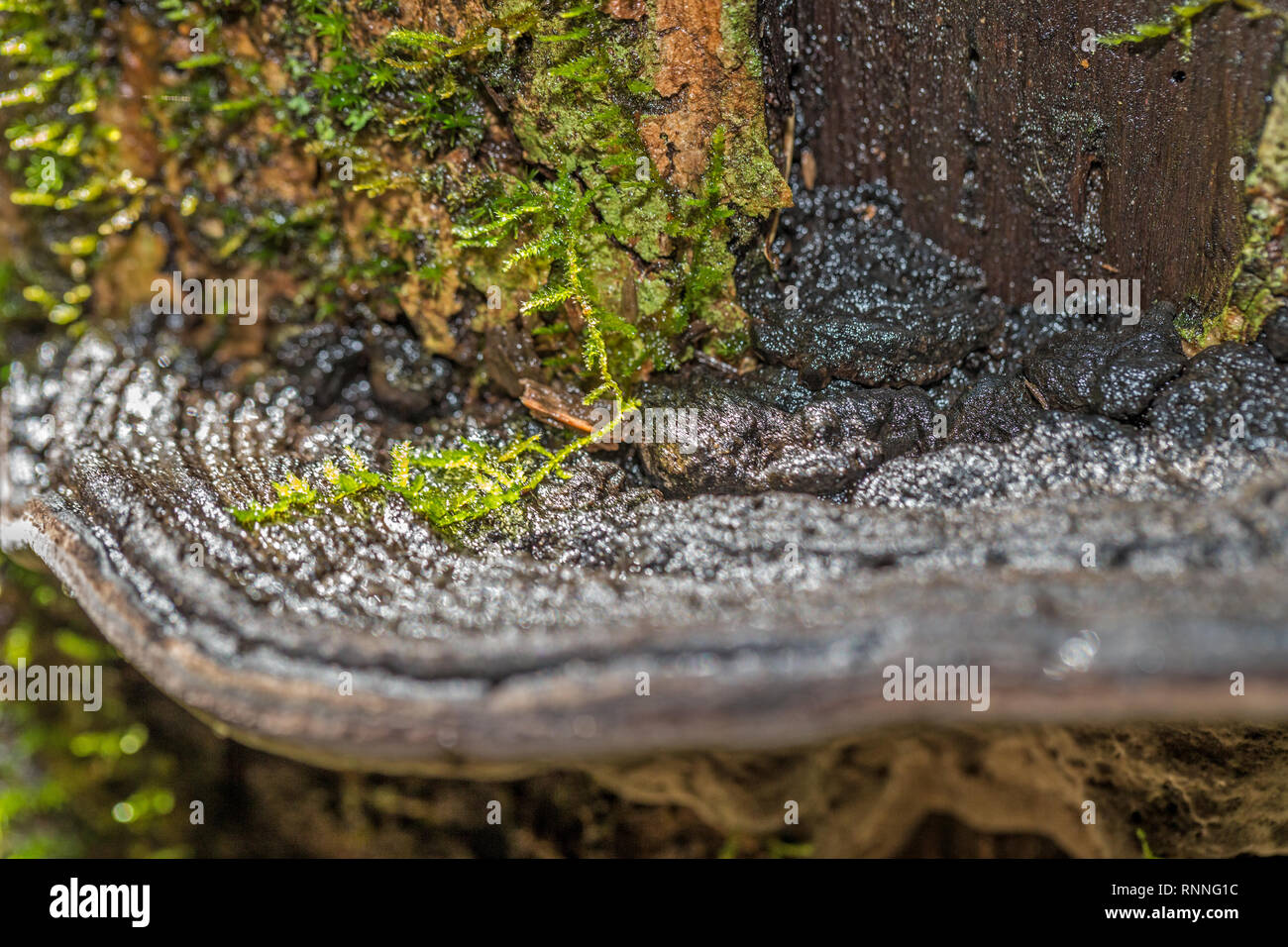 Staffa Mantandia fungo, nel Parco nazionale del Madagascar Foto Stock