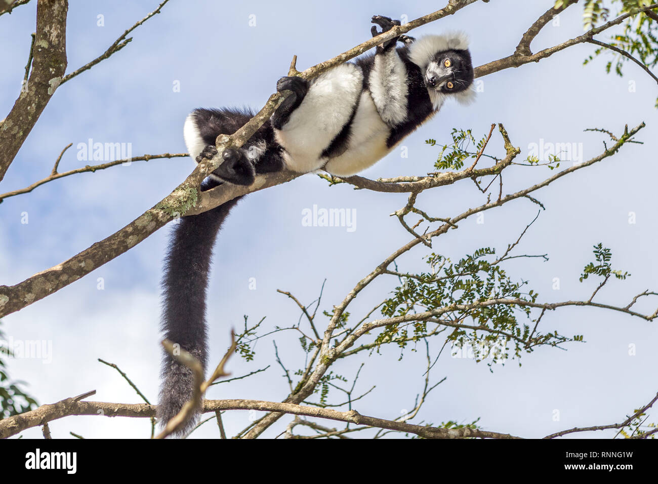 Bianco e nero lemure Ruffed, Varecia variegata variegata, Lemur Isola, Mantandia Parco nazionale del Madagascar Foto Stock