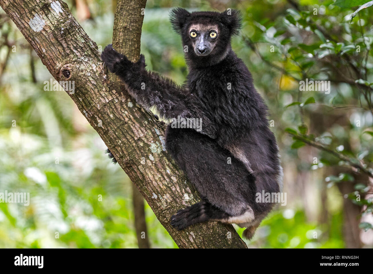 Femmina, Lemure Indri Indri, Palmarium riserva, Lago Ampitabe, Pangalanes, Madagascar Foto Stock