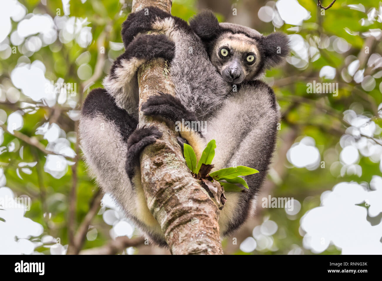 Lemure Indri Indri, Palmarium riserva, Lago Ampitabe, Pangalanes, Madagascar Foto Stock