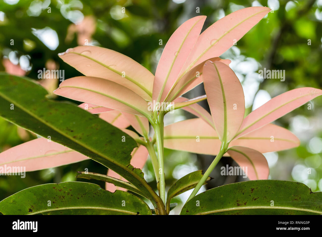 La flora, Palmarium riserva, Lago Ampitabe, Pangalanes, Madagascar Foto Stock