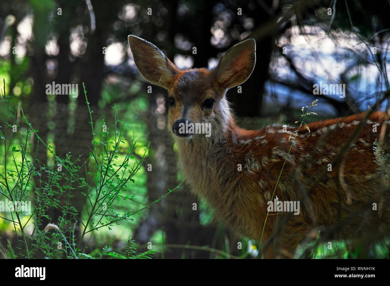Un colombiano nero-tailed Deer Fawn (Odocoileus hemionus columbianus) che mostra ancora baby macchie nell'ombra di alcuni alberi vicini. Foto Stock