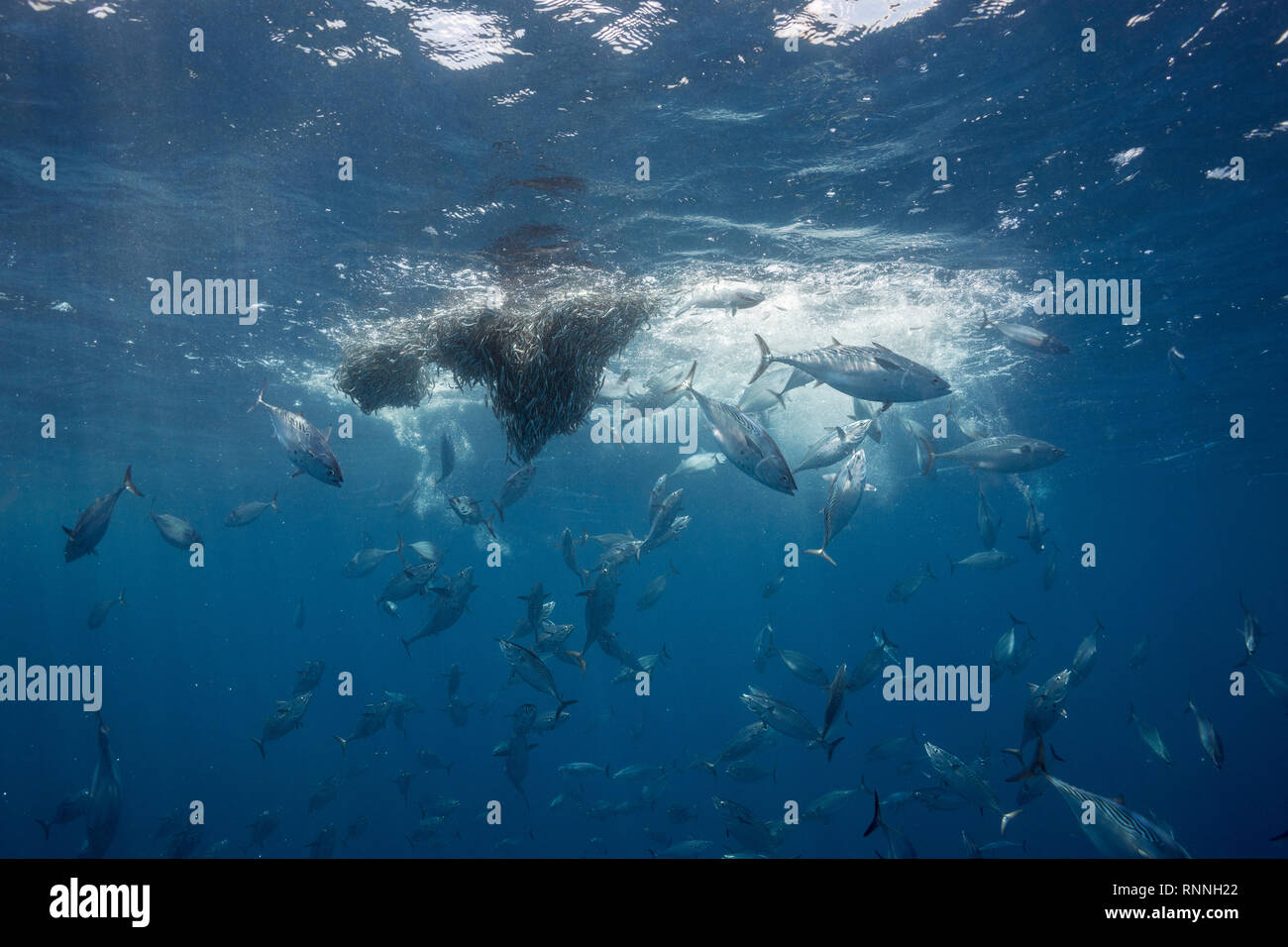 Sfera di esca di scolarizzazione acciughe sotto attacco da striato Palamita ( piccole tonniere ), Sarda orientalis; squame di pesce riflettono la luce, isole Kei, Indonesia Foto Stock