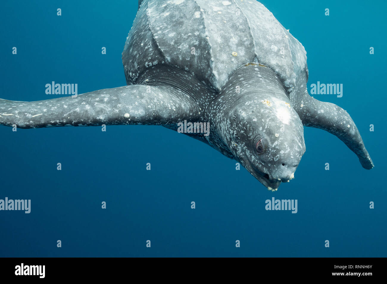 Pacific liuto tartaruga di mare, Dermochelys coriacea, specie gravemente minacciate, acorn barnacles sul viso, pinne e carapace, isole Kei, Indonesia Foto Stock