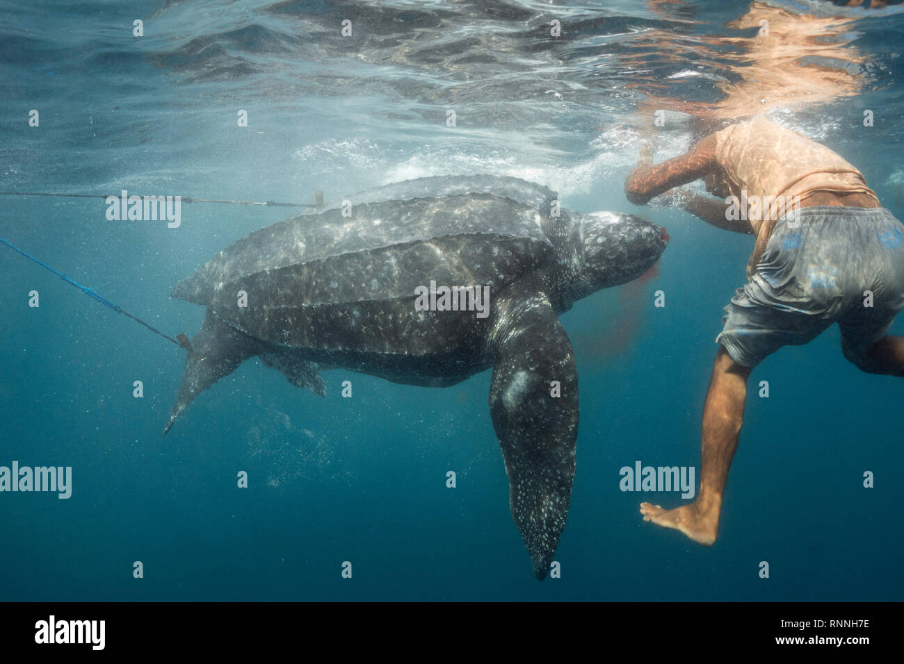 Tradizionale cacciatore di sussistenza clubs liuto tartaruga di mare, Dermochelys coriacea, trattenuta da due linee di arpione; Kei, ISOLE MOLUCCHE, INDONESIA Foto Stock