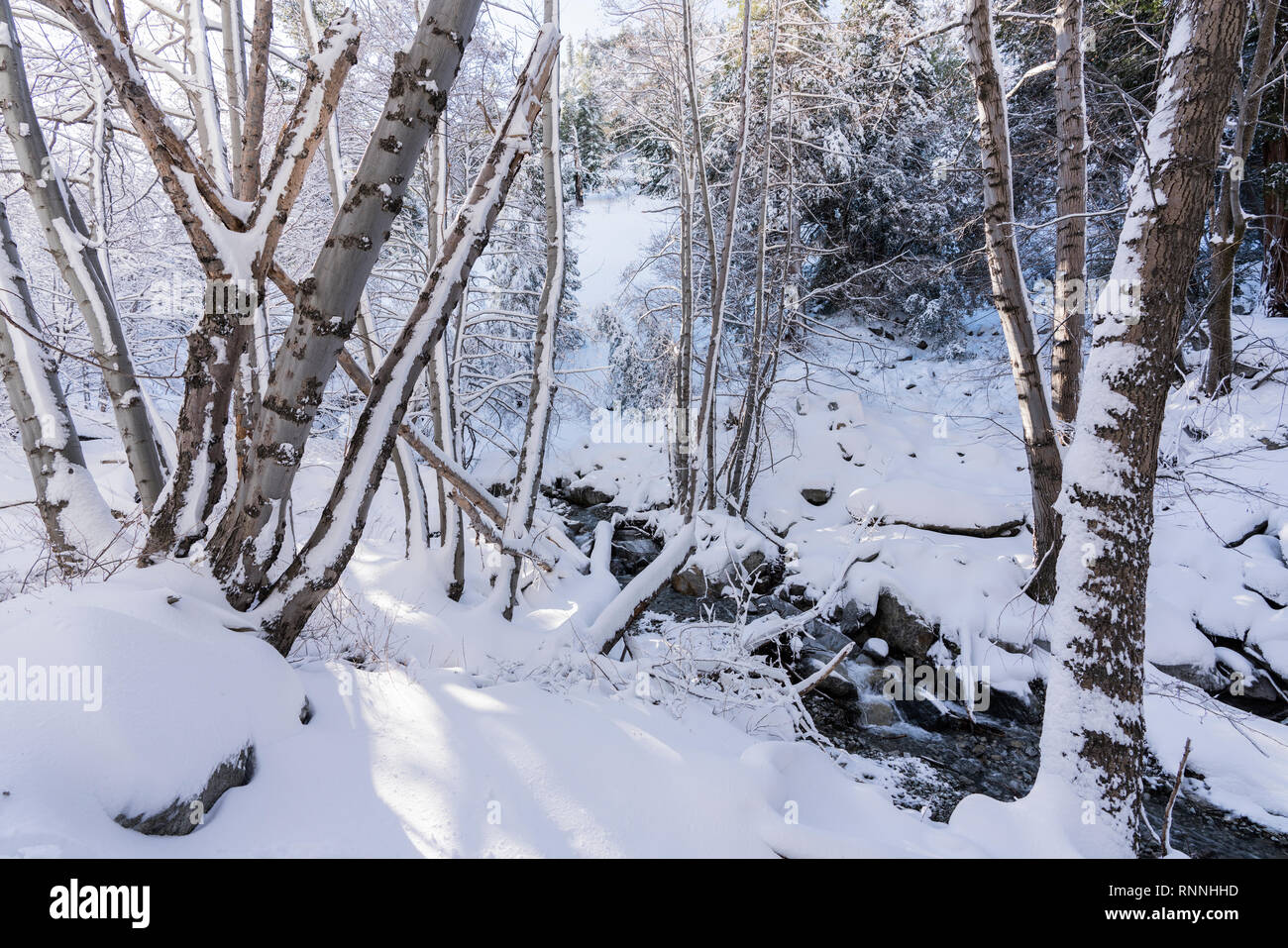 La neve fresca a copertura Ice House Canyon Trail e creek in montagne di San Gabriel vicino a Mt. Baldy e Los Angeles in California del Sud. Foto Stock