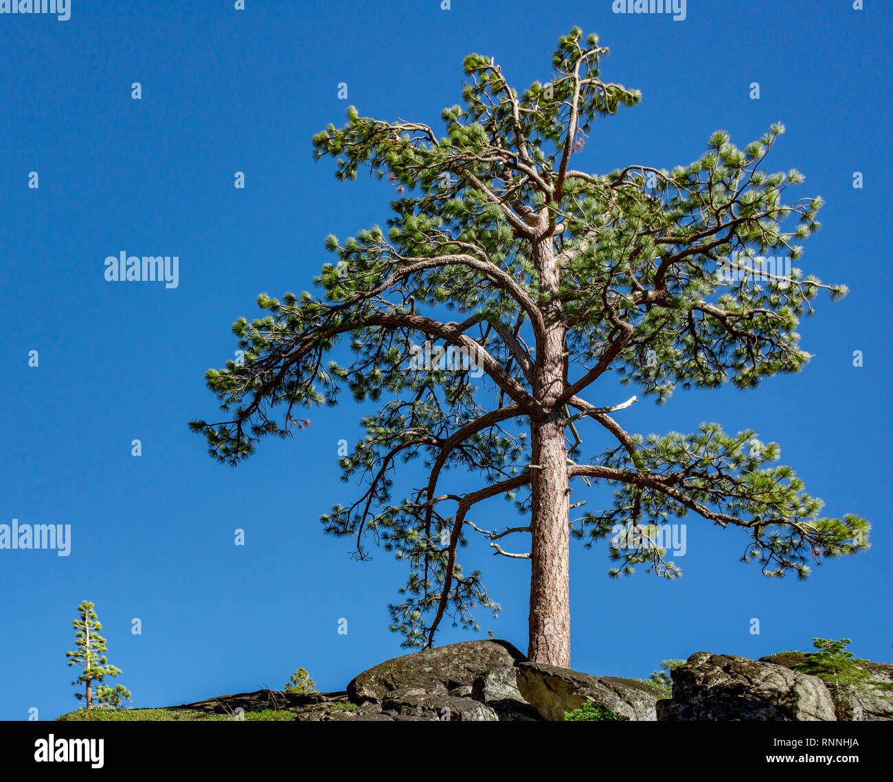 Stati Uniti, California, El Dorado County, Lake Tahoe bacino: rami teso di Jeffrey pine (Pinus jefferyi) contro un cielo blu chiaro. Foto Stock
