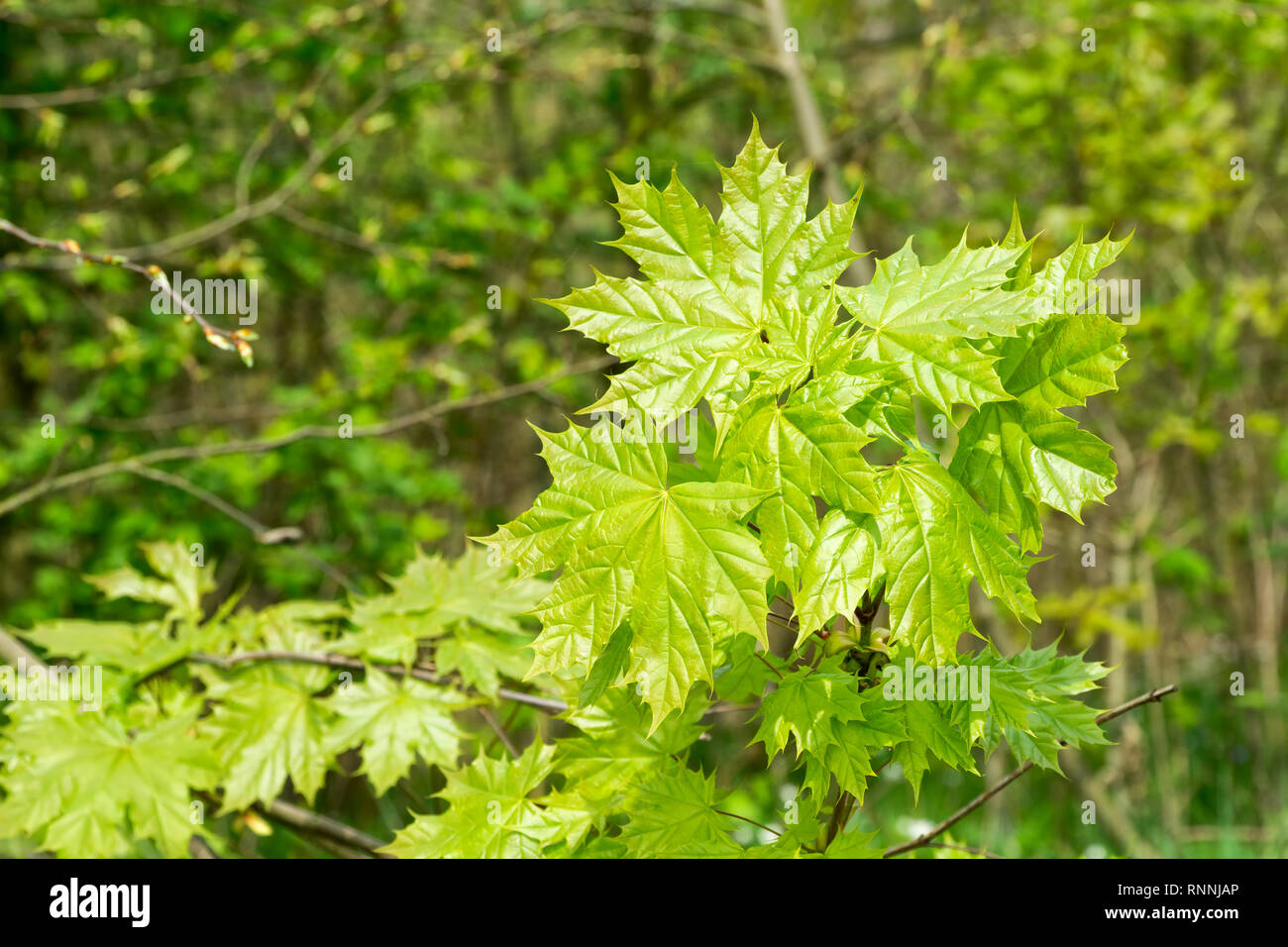 Giovani fresche foglie di acero (Acer platanoides) nella foresta di primavera. Le foglie sono evidenziati dalla sun. Verde naturale dello sfondo. Messa a fuoco selettiva. Foto Stock