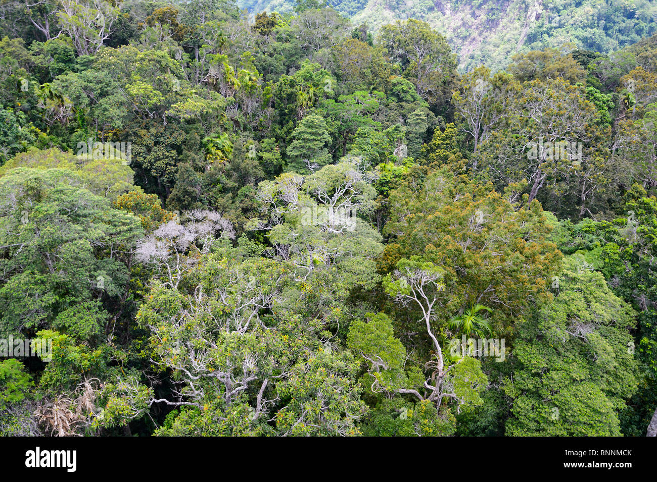 Vista aerea della foresta pluviale tropicale tettoia visto da Skyrail, Barron Gorge National Park, Cairns, estremo Nord Queensland, FNQ, QLD, Australia Foto Stock