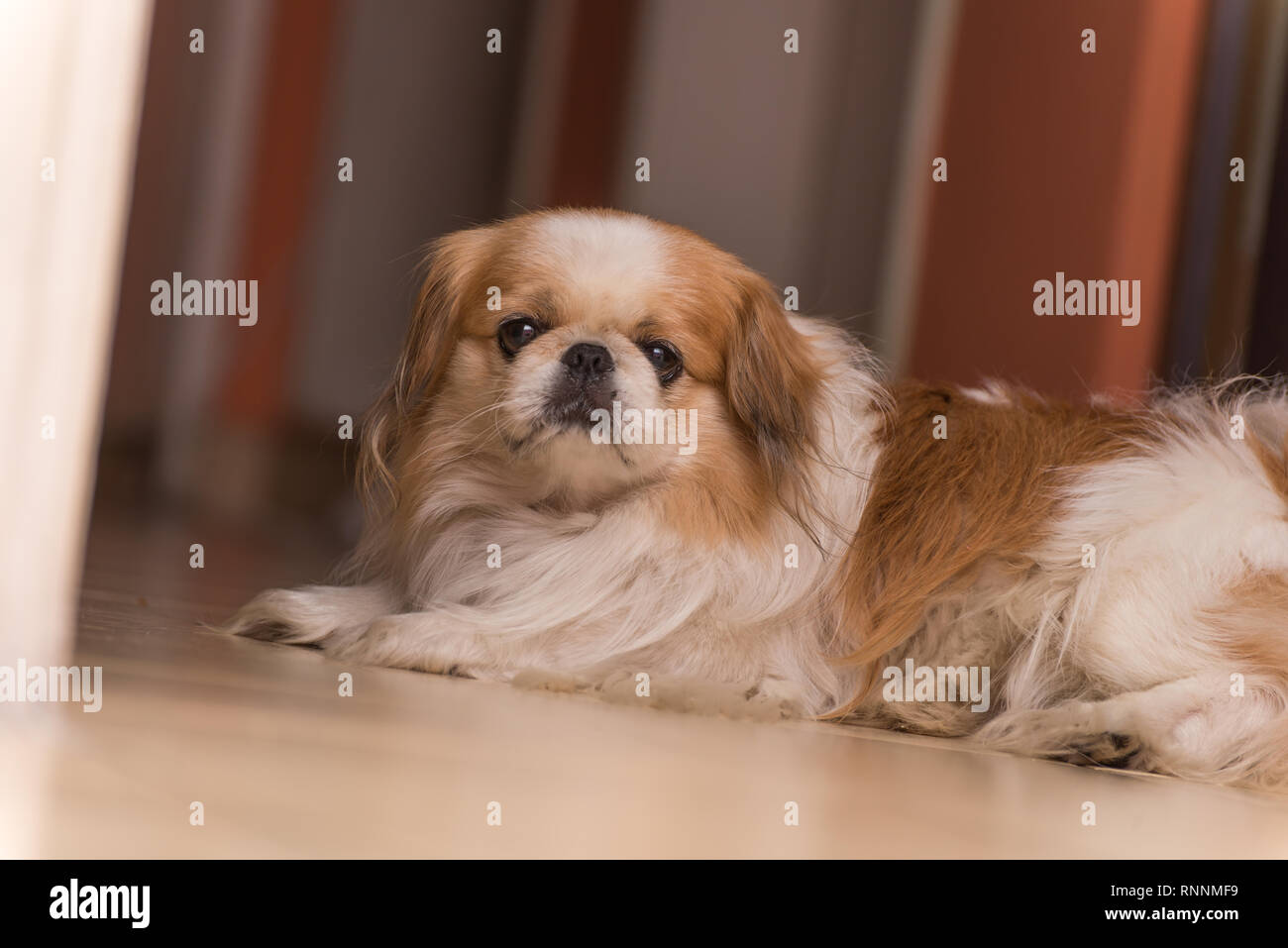 Pekingese adorabile cane con uno sfondo sfocato Foto Stock