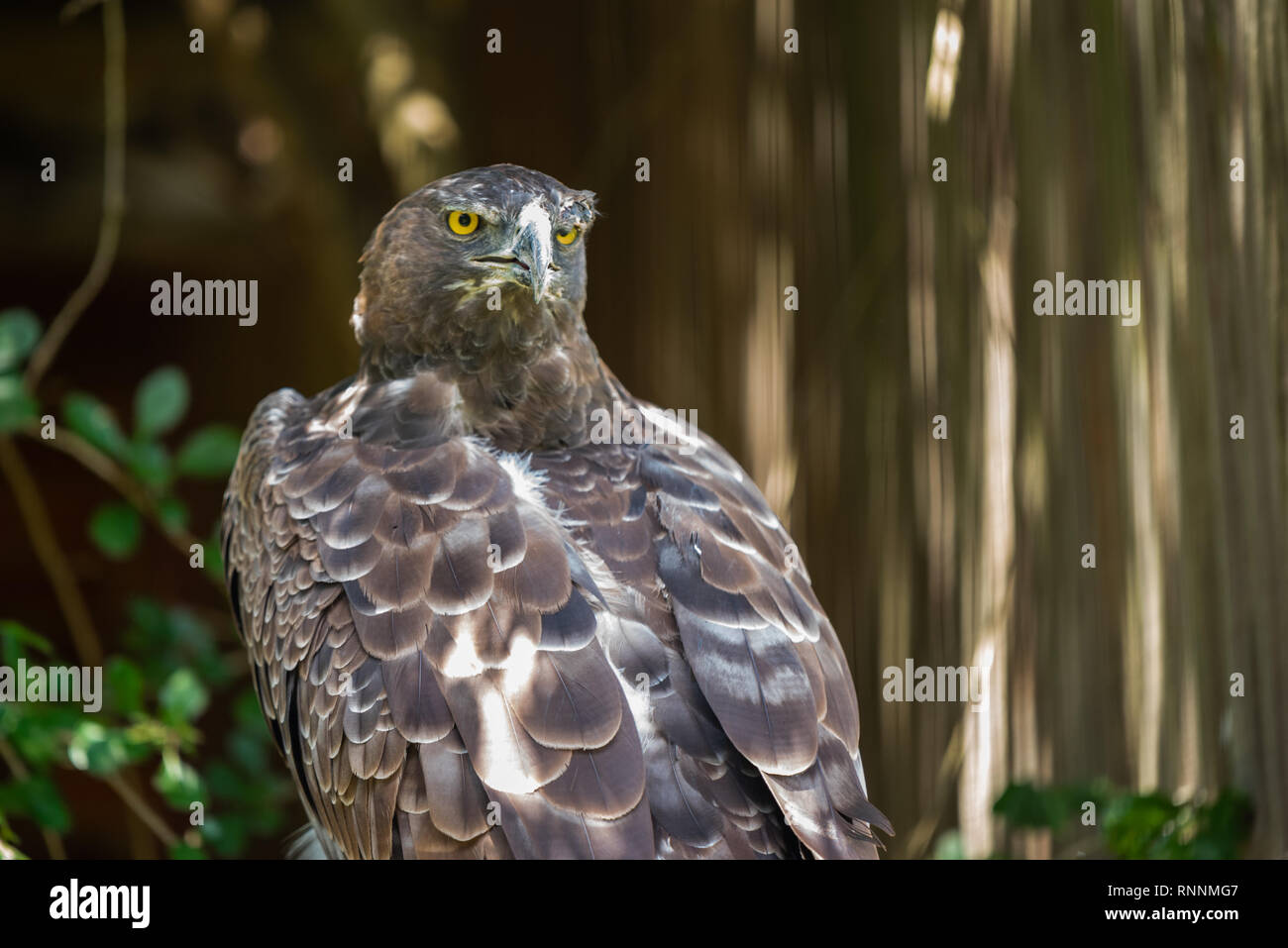 Il feroce sguardo di un aquila marziale all'African Raptor Centre, Natal Midlands, Sud Africa. Foto Stock