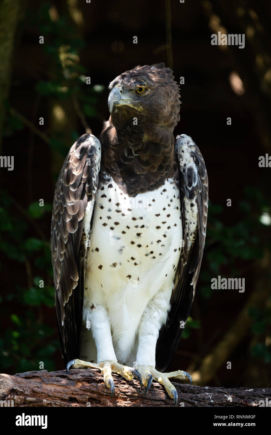 Un ritratto di un aquila marziale, in Africa la più grande aquila, all'African Raptor Centre, Natal Midlands, Sud Africa. Foto Stock