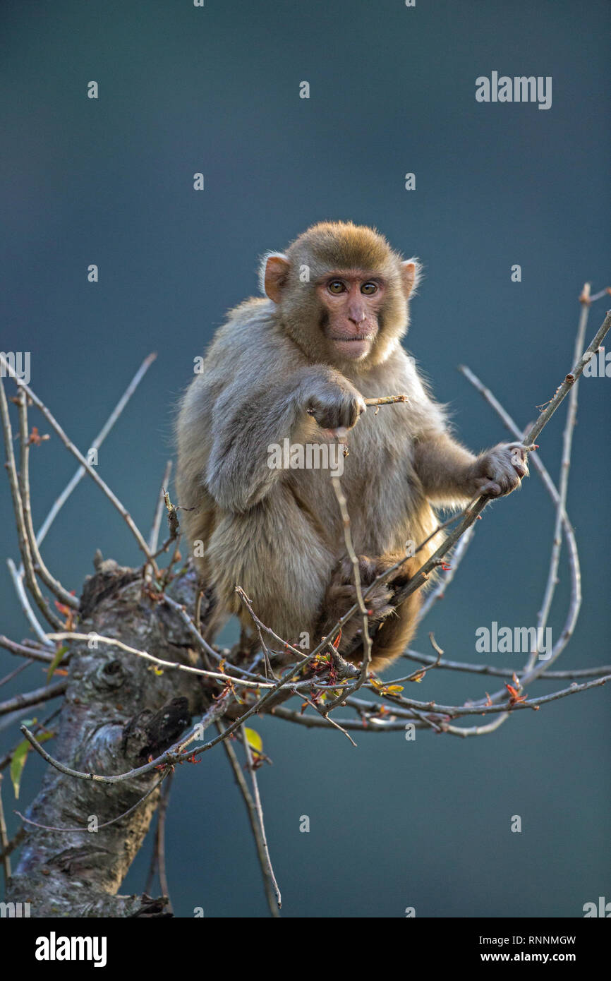 Macaco Rhesus (macaca mulatta). Il novellame di scimmia. Seduto sulla cima di un albero. Un punto di osservazione dal quale visualizzare i dintorni. La mattina presto. Gennaio. Foothills dell'himalaya. India del nord.​ Foto Stock