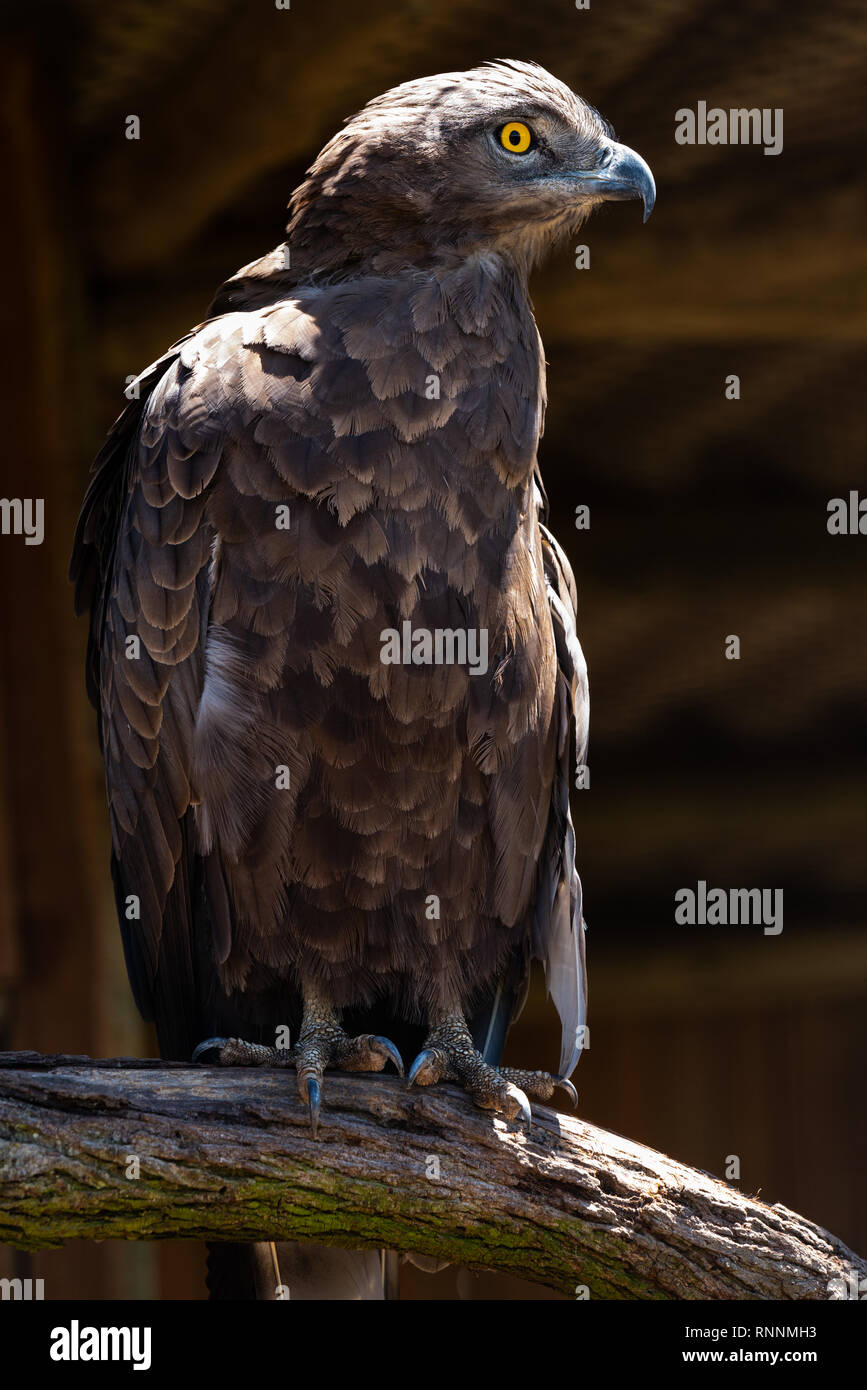 Un serpente marrone aquila appollaiato su un ramo di albero in una voliera all'African Raptor Centre, Natal Midlands, Sud Africa. Foto Stock