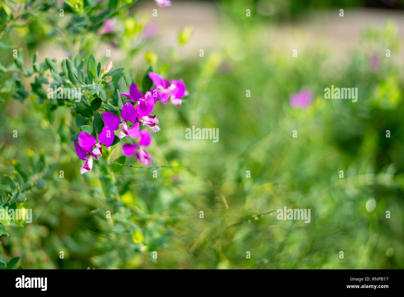 Polygala myrtifolia, milkwort, foglia mytrle bush Foto Stock