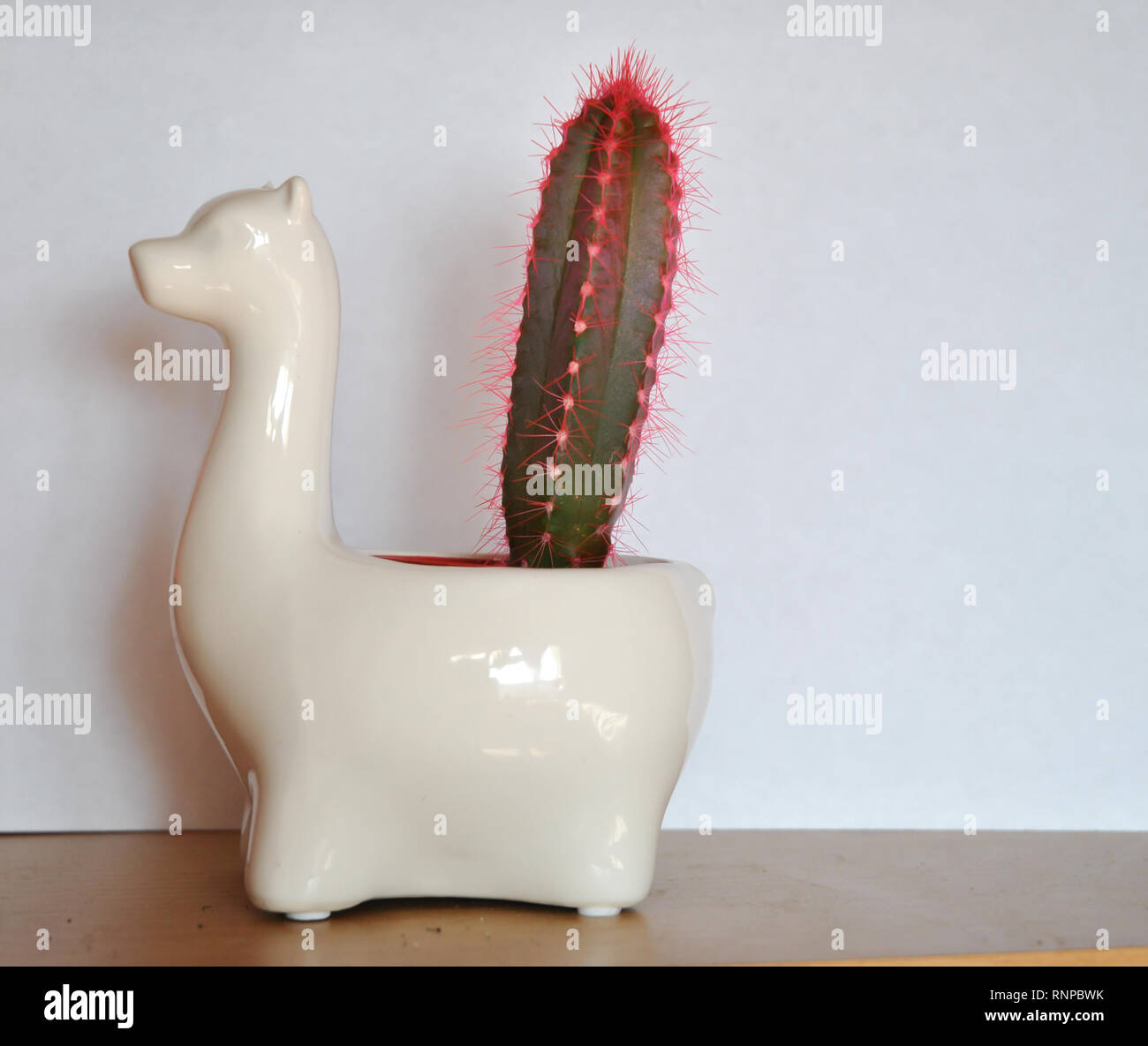 Un cactus piantato in un impianto Porcialine pot linea sagomata un cammello Foto Stock