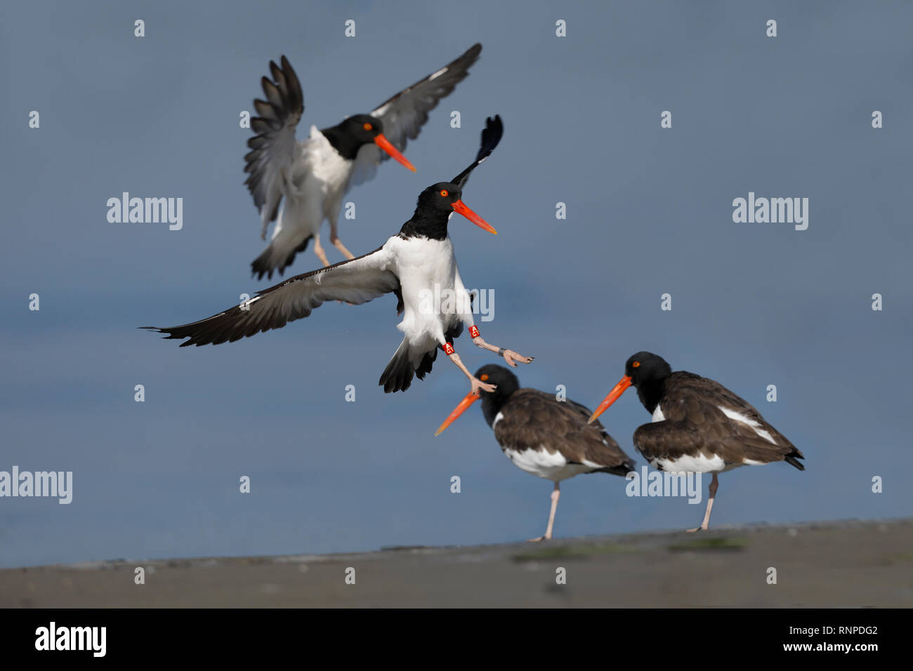 American Oystercatchers (Haematopus palliatus) lo sbarco - Jekyll Island, Georgia Foto Stock