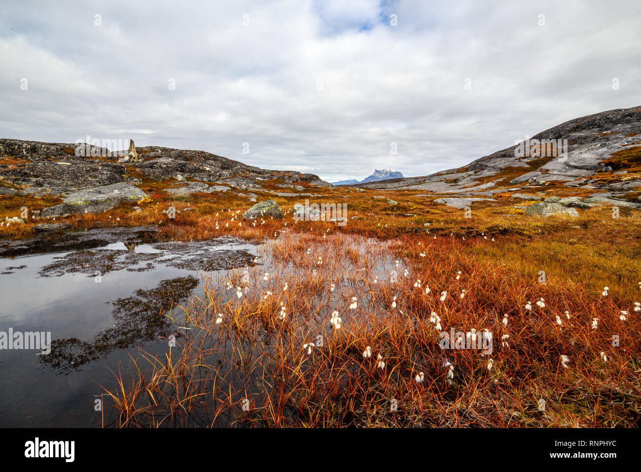 Autunno groenlandese tundra arancione paesaggio con marsh, fiori bianchi e pietre in background, Nuuk, Groenlandia Foto Stock