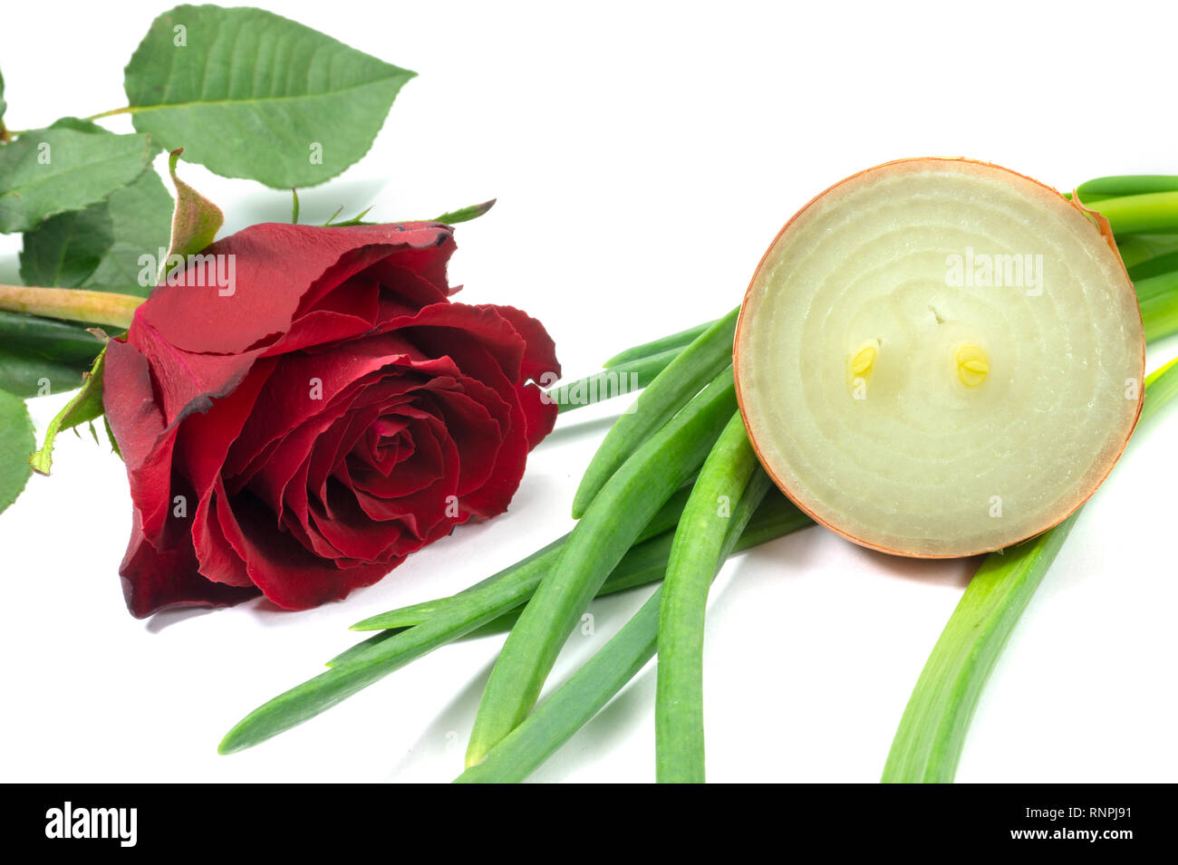 Unico fragrante rosa rossa con affettato dimezzato crudo fresco rosolare la cipolla isolato su bianco con copia spazio in una diversa incompatibile odori imag concettuale Foto Stock