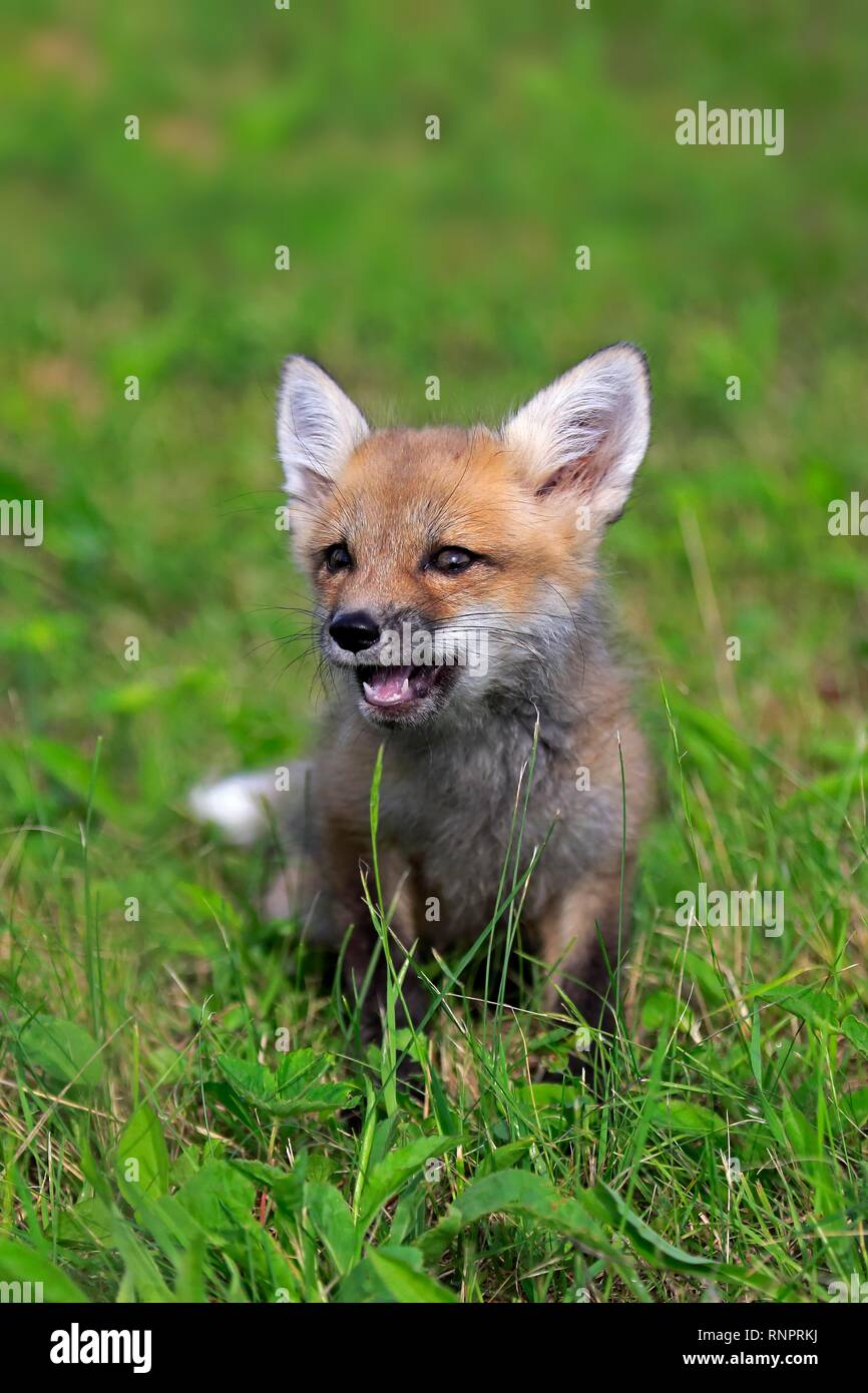 Orientale americana Red Fox (Vulpes vulpes fulvus), giovane animale, si siede nel prato, Contea di pino, Minnesota, Stati Uniti d'America Foto Stock