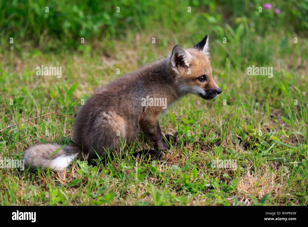 Orientale americana Red Fox (Vulpes vulpes fulvus), giovane animale siede vigilmente nel prato, Pino County, Minnesota, Stati Uniti d'America Foto Stock
