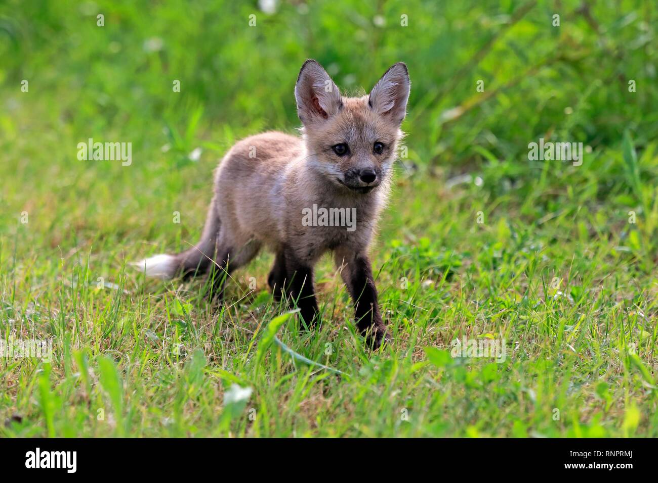 Orientale americana Red Fox (Vulpes vulpes fulvus), giovane animale in esecuzione nel prato, Pino County, Minnesota, Stati Uniti d'America Foto Stock