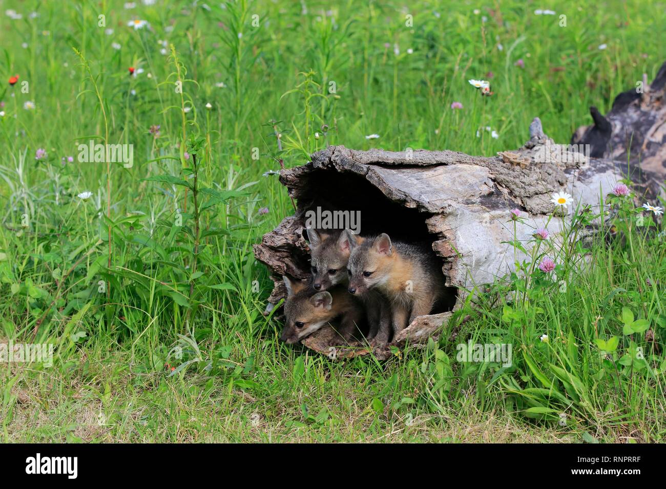 La volpe grigia (Urocyon cinereoargenteus), tre giovani animali cercando curiosamente dalla cava di un tronco di albero in un prato di fiori Foto Stock