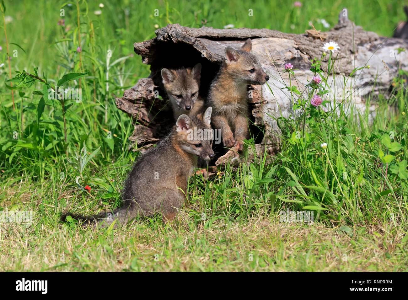 La volpe grigia (Urocyon cinereoargenteus), tre giovani animali cercando curiosamente dalla cava di un tronco di albero in un prato di fiori Foto Stock