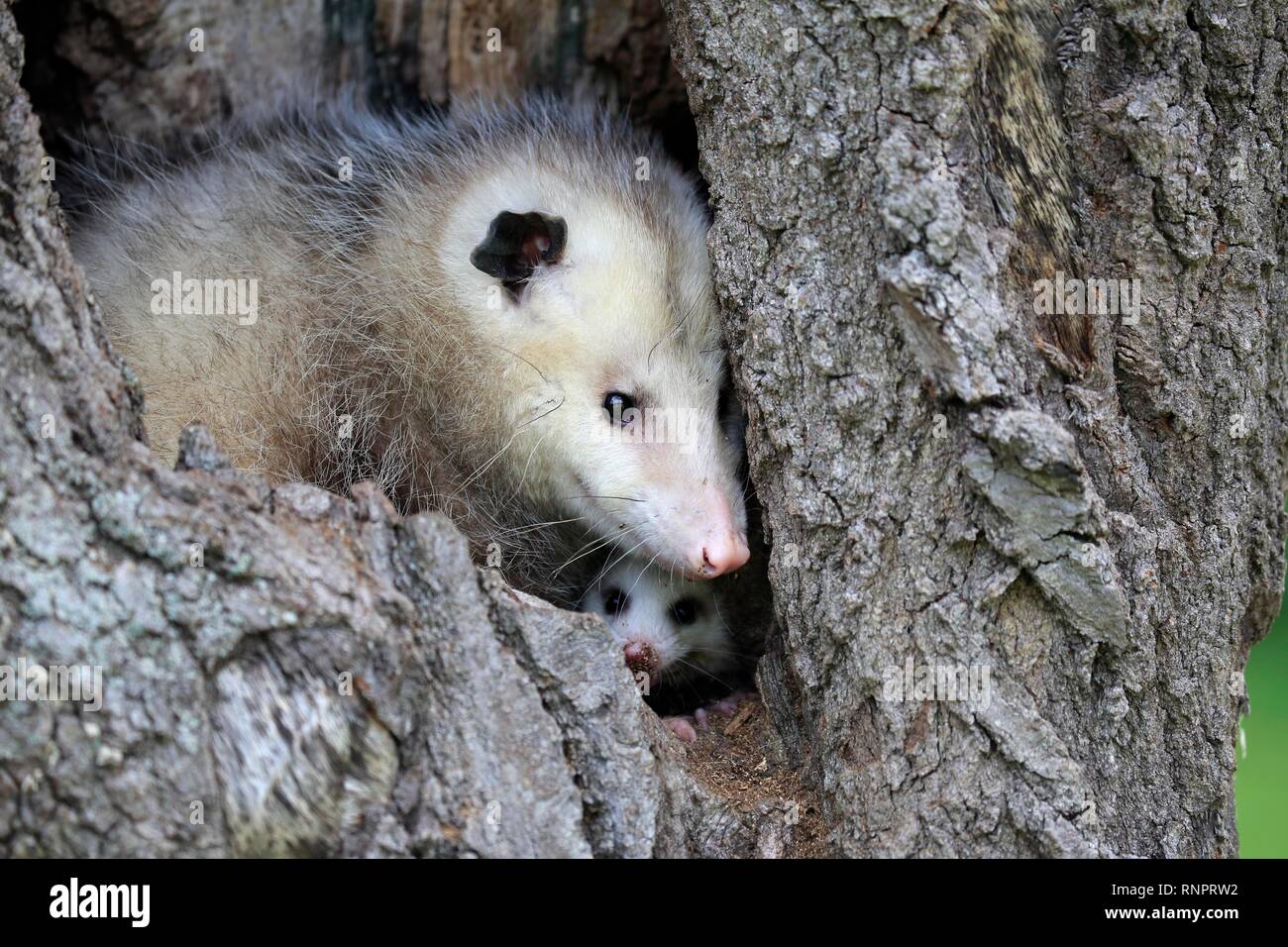 Virginia Opossum (Didelphis virginiana), Adulto con giovane animale sembra curioso dal foro albero, pino County, Minnesota, Stati Uniti d'America Foto Stock