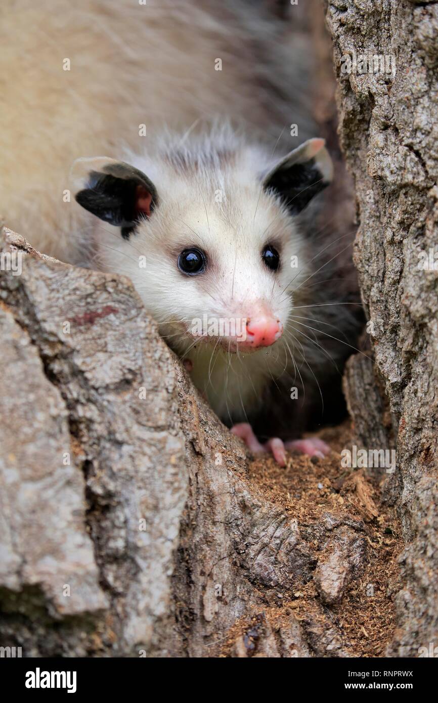 Virginia Opossum (Didelphis virginiana), giovane animale guardando fuori del foro albero, animale ritratto, Contea di pino, Minnesota, Stati Uniti d'America Foto Stock